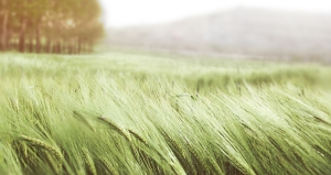ears-of-corn-wheat-green-grass-wind-field-summer-nature
